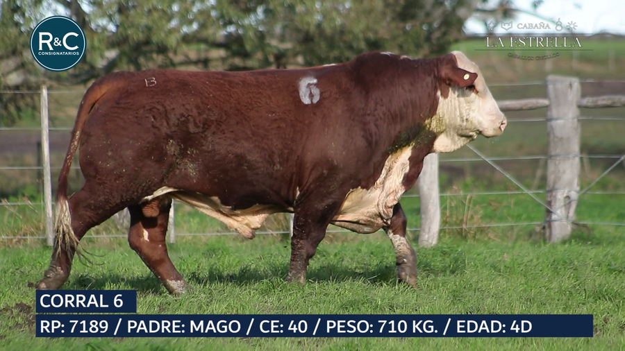 Lote Toro Braford