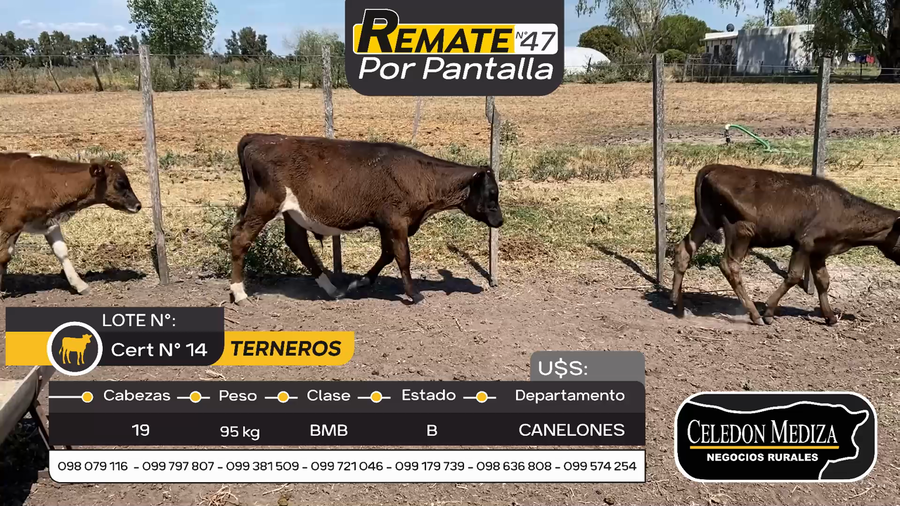 Lote 19 Terneros en Juanicó, Canelones