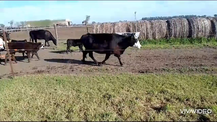 Lote 65 AL CORTE USADAS