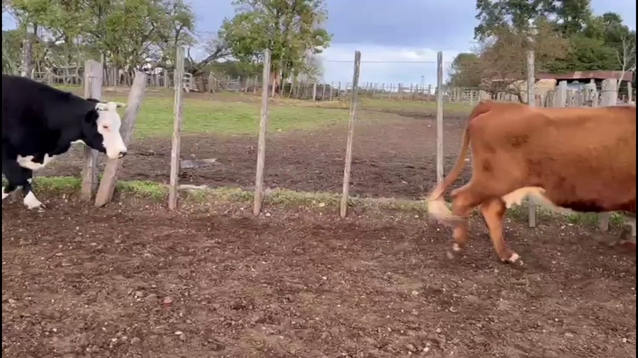 Lote VIENTRES ENTORADOS