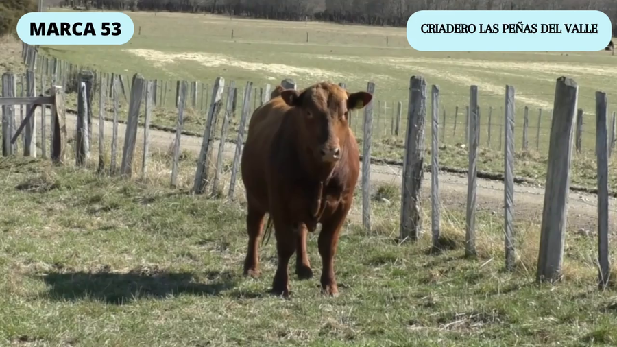Lote 1 Toro en Coyhaique, XI Región Aysén