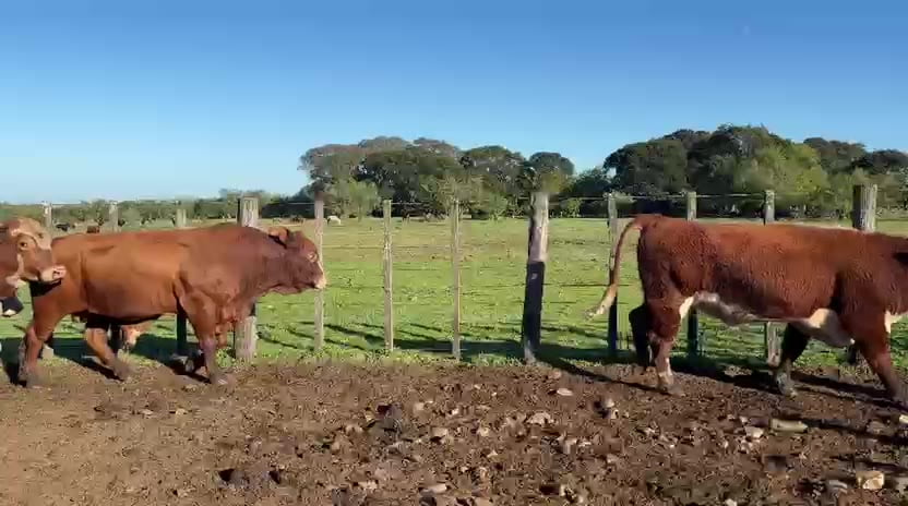 Lote TOROS BRADFORD Y HEREFORD