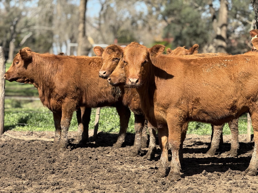 Lote 8 VAQUILLONAS A. ANGUS MAS - P/ SERVICO  " CABAÑA LA SORPRESA"