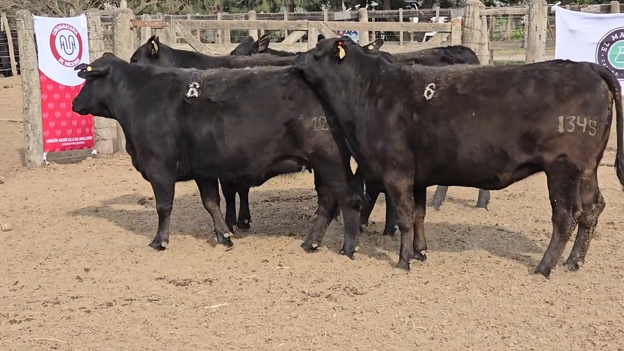 Lote Vacas de El Mataco