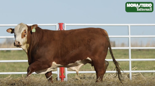 Lote TOROS GENERALES, CONTROLADOS Y REGISTRADOS