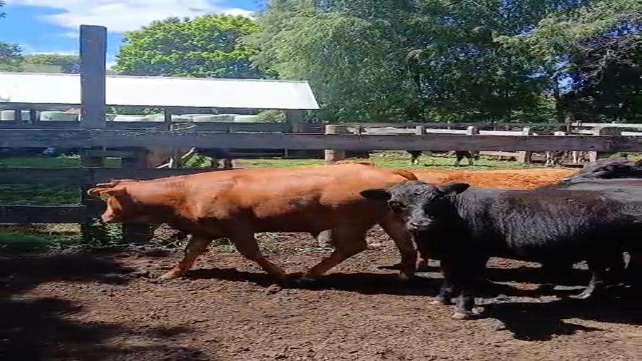 Lote 38 Novillo Engorda en Cunco, IX Región Araucanía