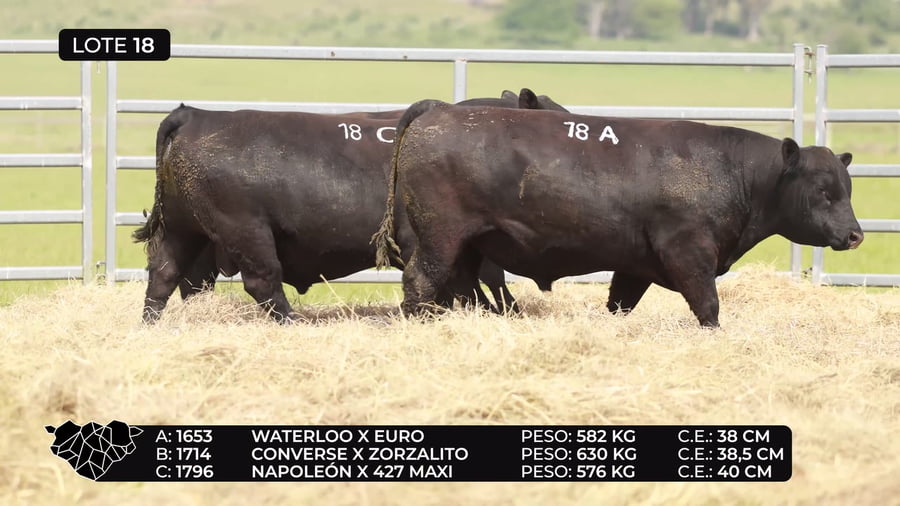 Lote Lote 18