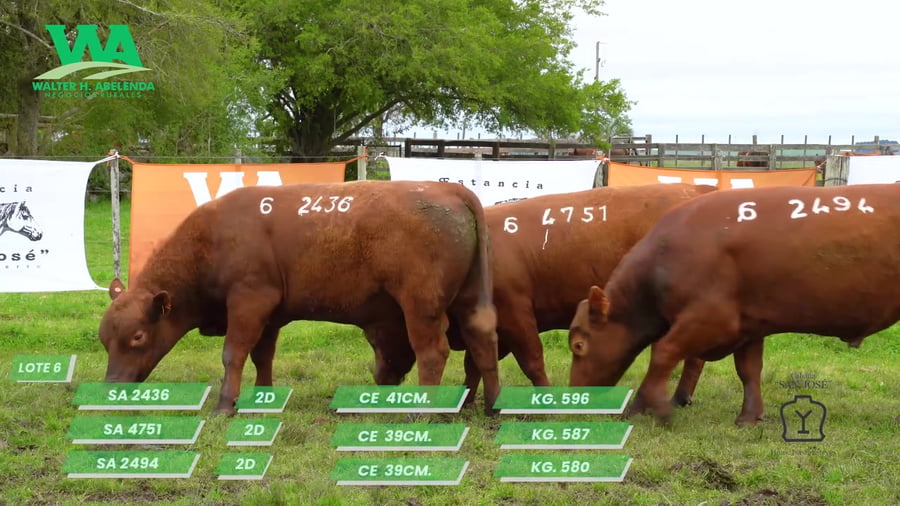 Lote TORO SA