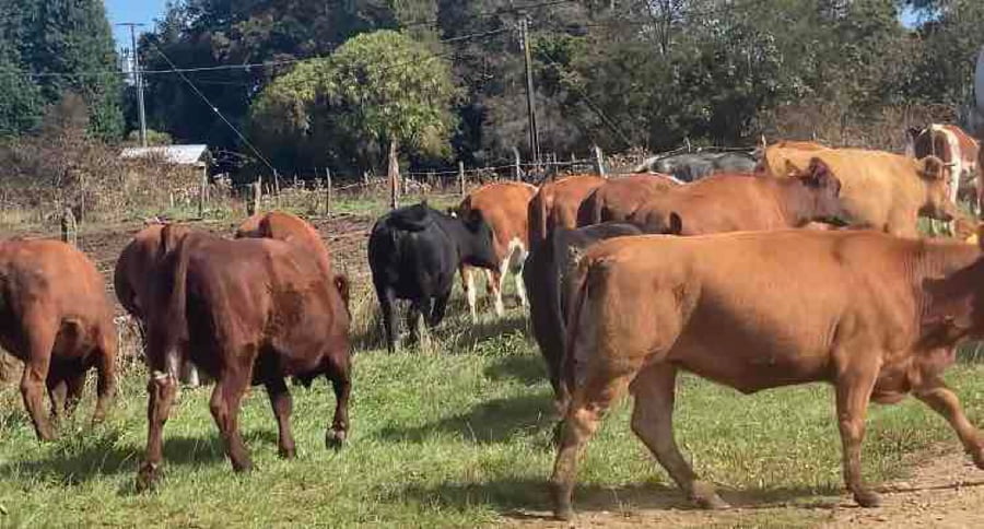 Lote 44 Vaquilla Engorda en Frutillar, X Región Los Lagos