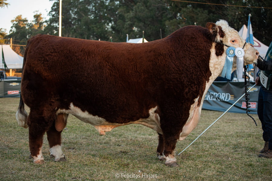 Lote Toro PP - Campeón Senior Palermo y Otoño 2022