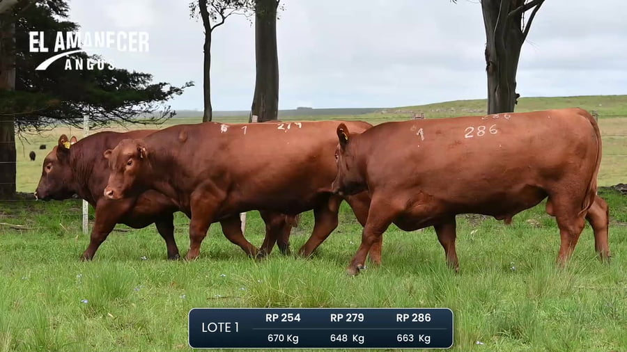 Lote Toros PI