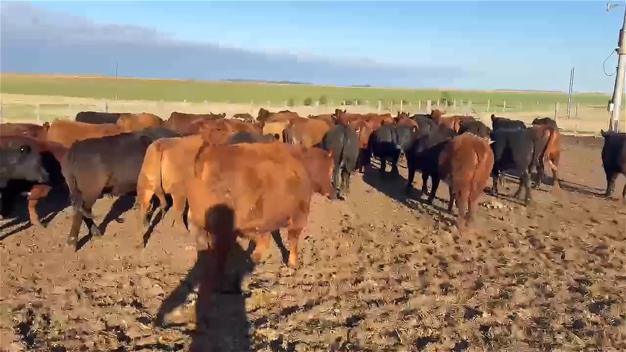 Lote 50 VAQUILLONAS/NOVILLITOS