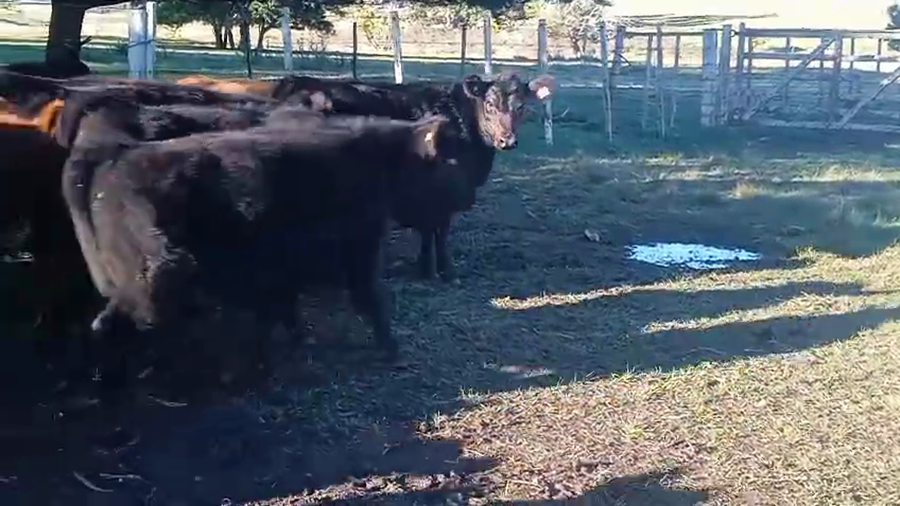 Lote 110 Terneras en Lavalleja, Polanco Norte