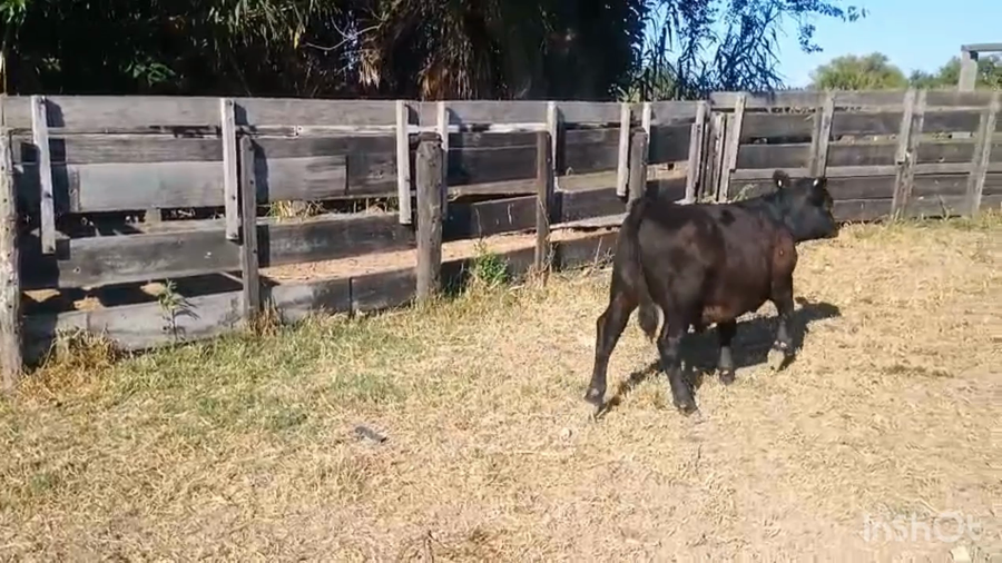 Lote 19 Terneros/as