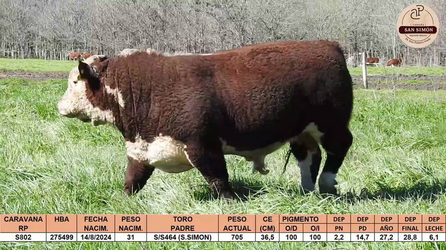 Lote TOROS PUROS REGISTRADOS "SAN SIMON"