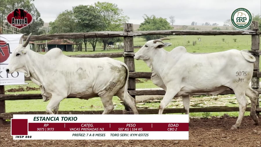 Lote VACAS PREÑADAS N3