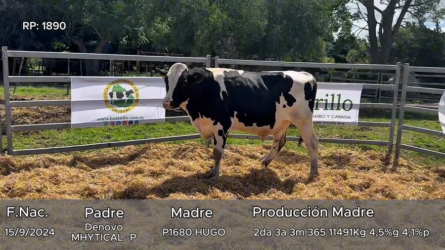 Lote Toros a remate en 5º El Grillo de Gurgitano, Florida