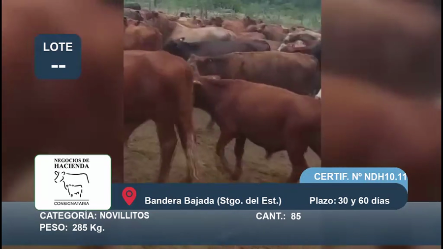 Lote 85 Novillitos en Santiago del Estero, Bandera Bajada