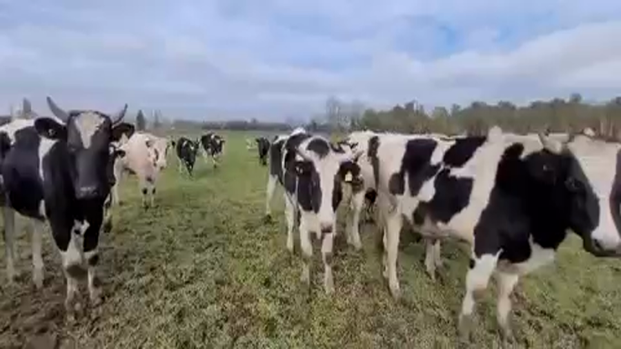 Lote 24 Novillo Gordo en Río Bueno, XIV Región Los Ríos