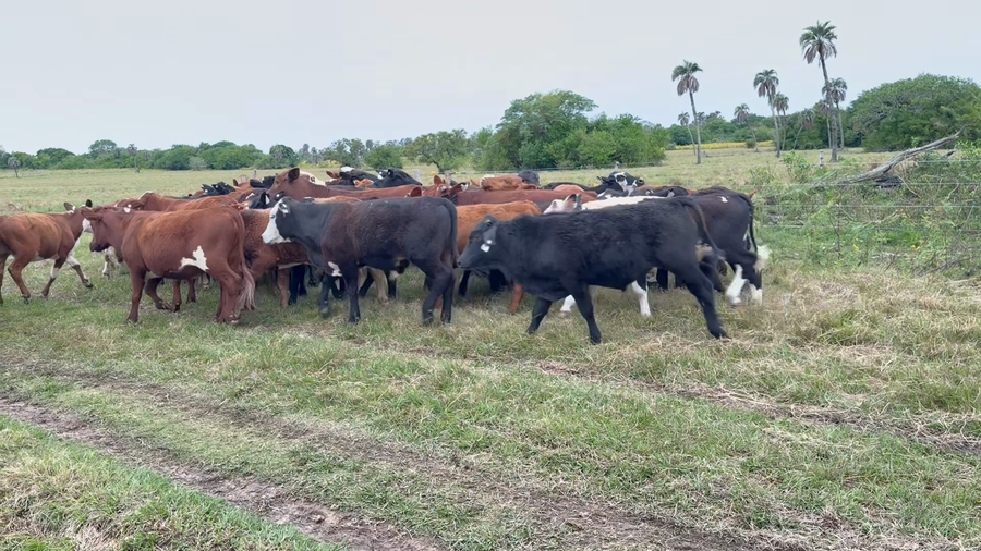 Lote 66 Terneros/as