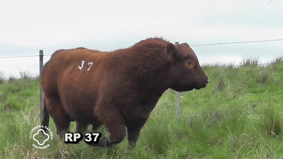 Lote Toro 3 años | S.A.