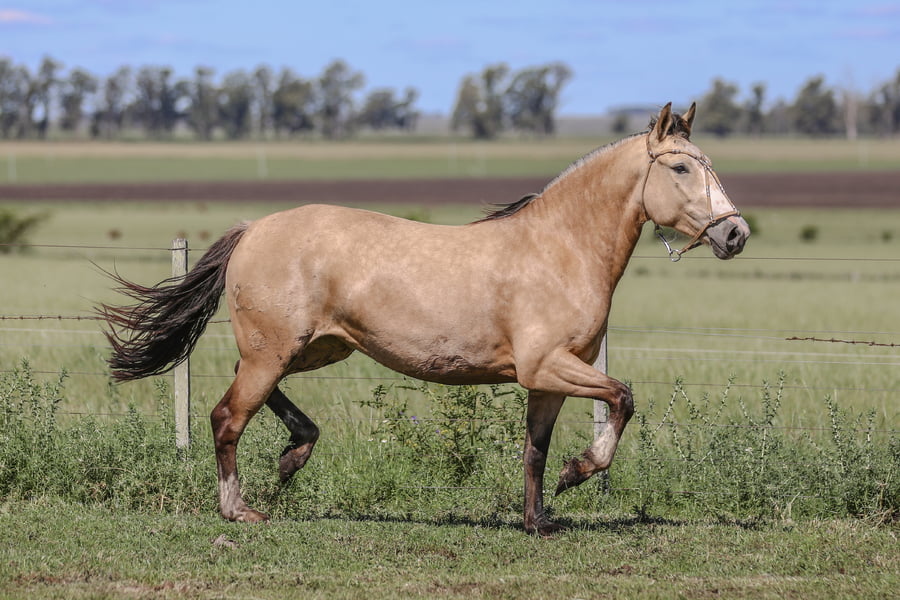 Lote DEL SILENCIO GTK