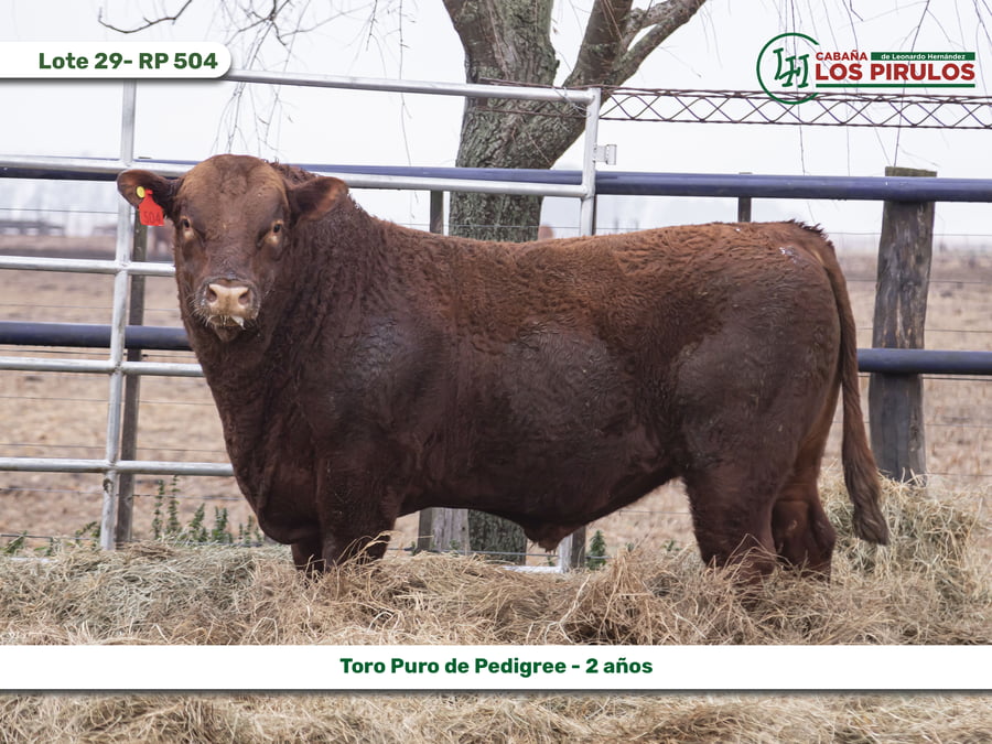 Lote TOROS PUROS DE PEDIGREE - 22/24 meses