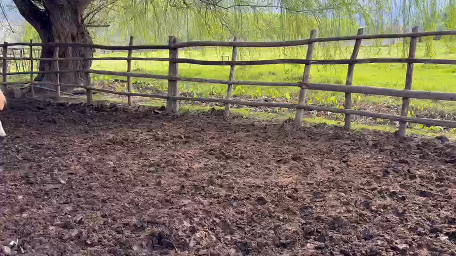 Lote 100 Novillo Engorda en Paine, Región Metropolitana