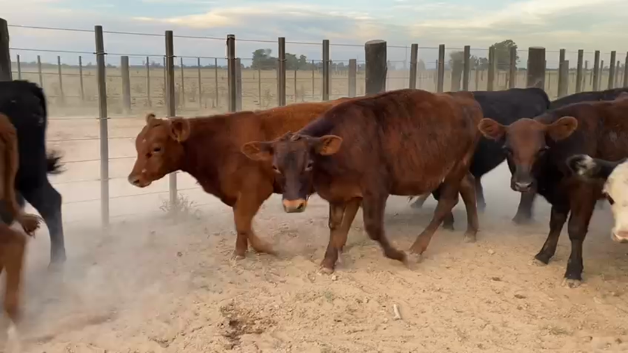 Lote 39 Terneros/as en Gral. Las Heras, Buenos Aires