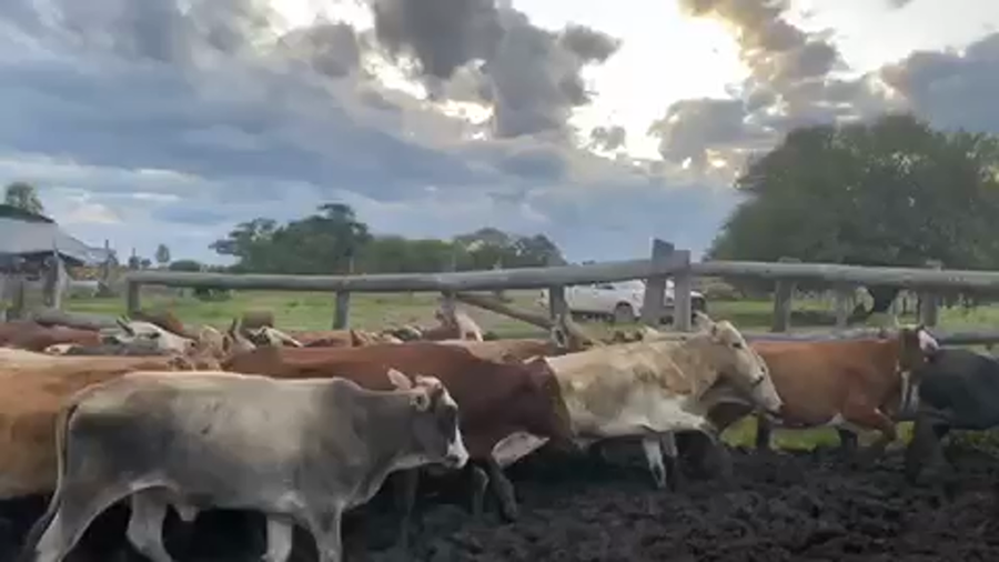 Lote 80 Vaquillonas en Pto. Eva Perón, Chaco