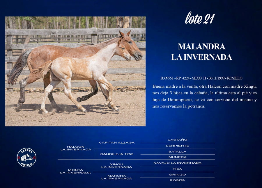 Lote Malandra La Invernada