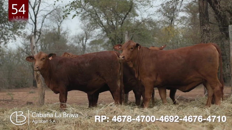 Lote Vaquillona preñada