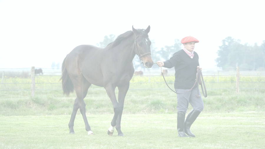 Lote EL DIVERTIDO NIK (NICODEMUS -  LA BULLICIOSA)