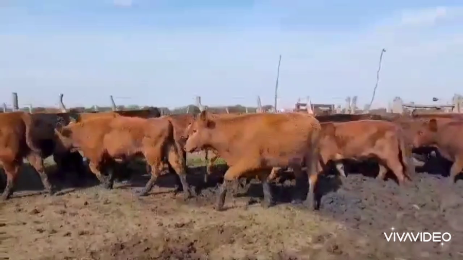 Lote 68 Terneras en Federal, Entre Ríos