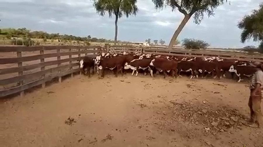 Lote 85 Novillitos en J.J. Castelli, Chaco