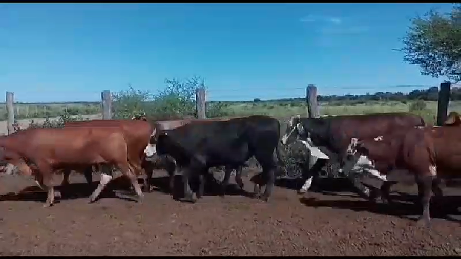 Lote 325 Novillos en J.J. Castelli, Chaco