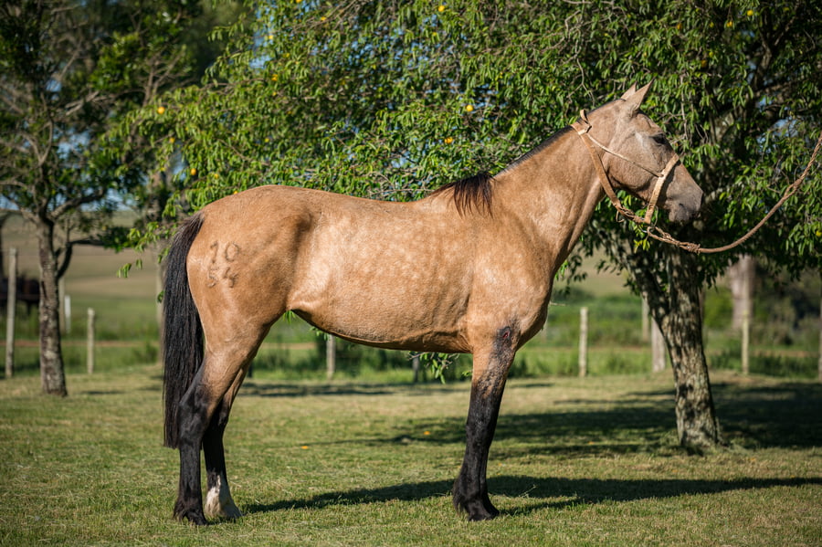 Lote Avestrucera Del Queguay