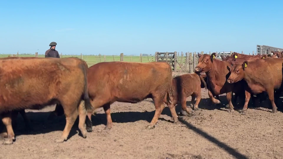 Lote 7 Vaquillonas C/ cria