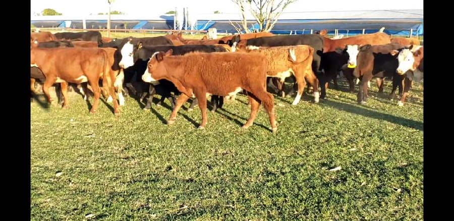 Lote 120 Terneros/as en Entre Ríos, Villaguay