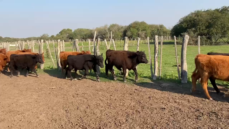 Lote 70 Terneros/as en Sauce, Corrientes