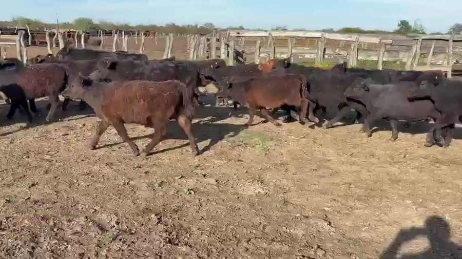 Lote 55 Terneros/as en Entre Ríos, Villaguay