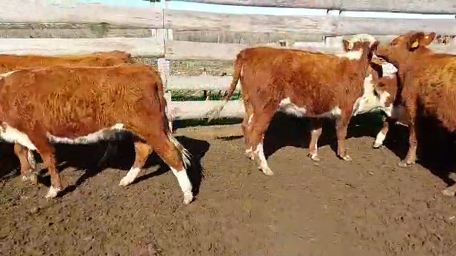 Lote 30 vaquillonas hereford y angus