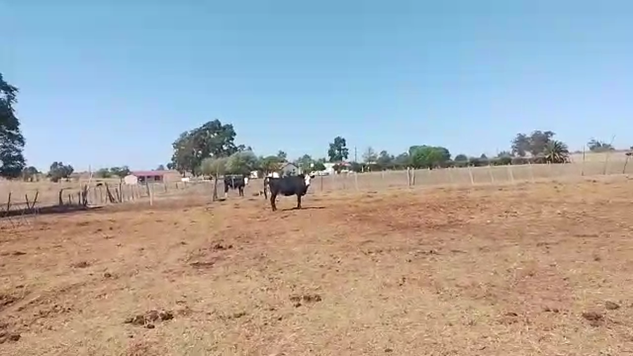 Lote 8 Vaquillonas  CP Hs AA Ho a remate en Pantalla Camy - Liquidación de Estancia 400kg -  en Cuchilla Vichadero