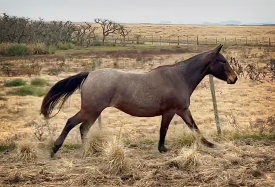 Lote PAULISTA FANTASTICA