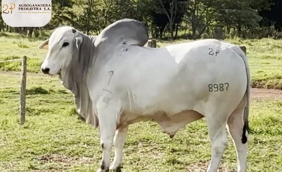 Lote LOTE 13