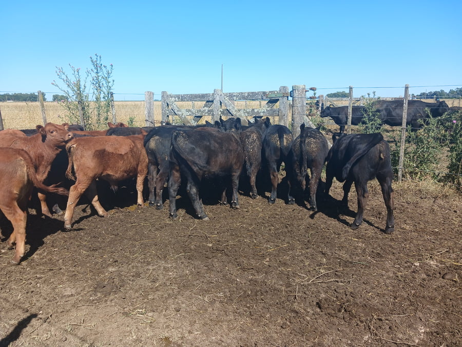 Lote 20 Terneros/as en Rauch