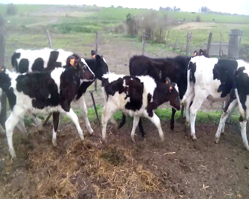 Lote 25 Terneros en Colonia