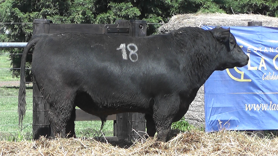 Lote TOROS ANGUS PURO CONTROLADO
