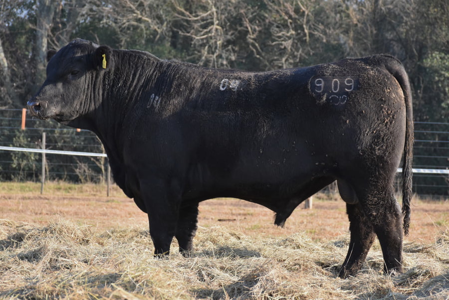 Lote TOROS PUROS DE PEDIGREE(NEGRO)(Corral 4)