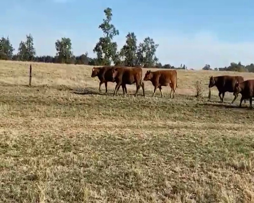 Lote 60 Vaquilla Engorda en Osorno, X Región Los Lagos